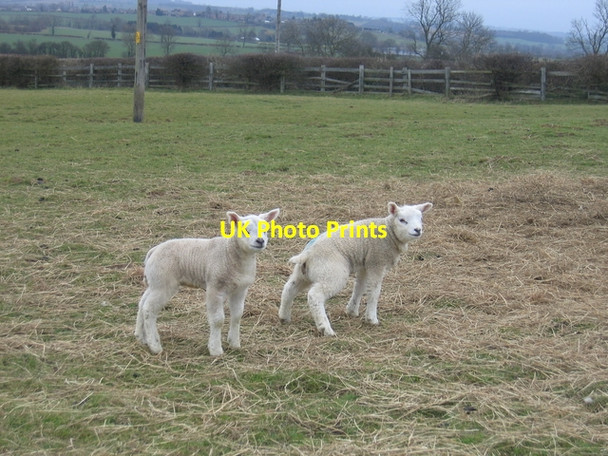 Photo 6"x4" Lambs at Windmill Hill Farnborough\/SP4349 c2006