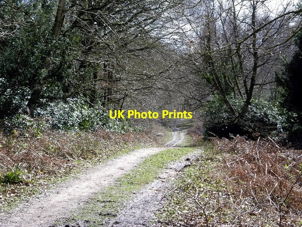 Photo 6"x4" Claypit Road, Ampfield Wood Ampfield c2006