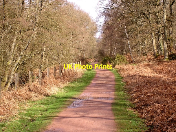 Photo 6"x4" Cycle Track, Forest of Dean Parkend\/SO6108 c2006