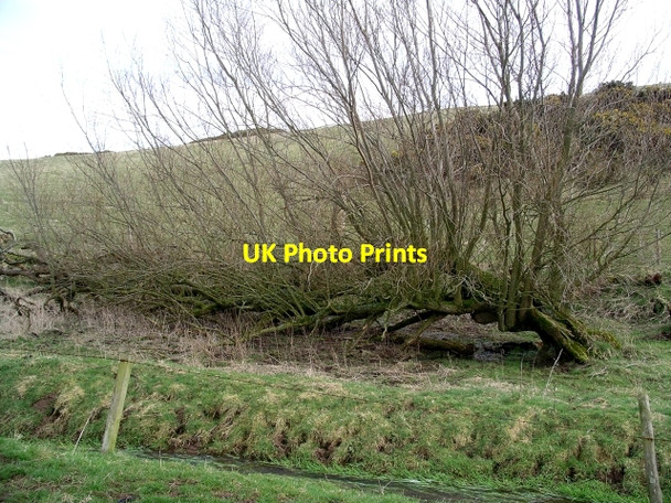 Photo 6"x4" Horizontal Willow, Pilmuir farm Coldingham c2006