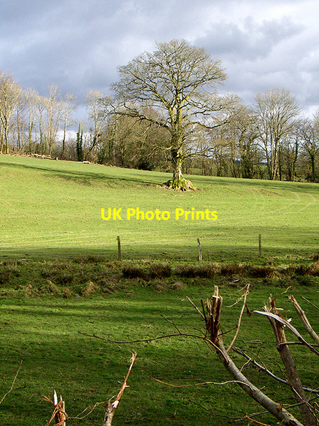 Photo 6"x4" View over the hedge Llanegwad c2006