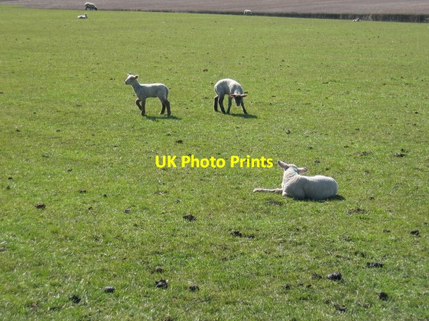 Photo 6"x4" Spring lambs Knightcote c2006