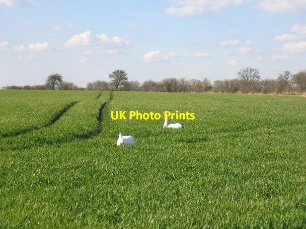 Photo 6"x4" Swans near the Oxford Canal Stoneton c2006