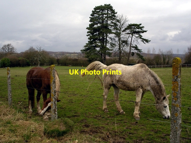 Photo 6"x4" Horses in field north of Mount Hospital, Bishopstoke Eastleigh\/SU4519 c2006