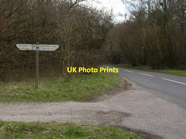 Photo 6"x4" Lower Abbotstone Wood Totford c2006