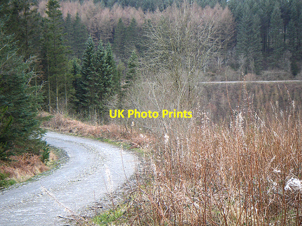 Photo 6"x4" Forestry Track Brechfa\/SN5230 c2006