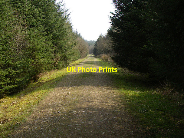 Photo 6"x4" Forestry Track Brechfa\/SN5230 c2006