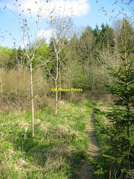 Photo 6"x4" Woodland path Micheldever Wood Hampshire East Stratton c2006