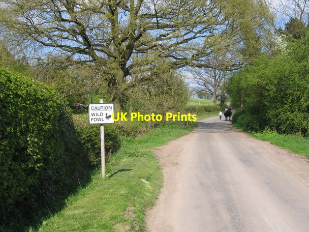 Photo 6"x4" Wild Fowl, Clarke's Green Mappleborough Green c2006
