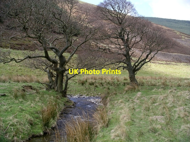 Photo 6"x4" Trees, Gatehopeknowe Burn Walkerburn c2006