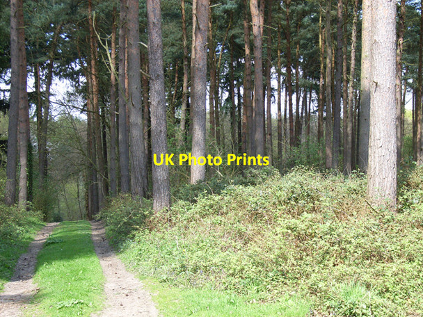 Photo 6"x4" Pines near Hillmotts Farm Hedgerley c2006