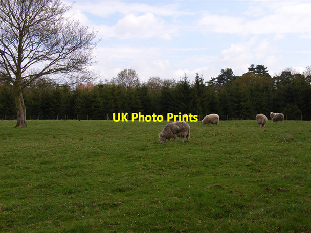 Photo 6"x4" Farmland at Farnham Royal Farnham Park\/SU9683 c2006