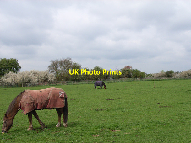 Photo 6"x4" Fields at Farnham Royal East Burnham c2006