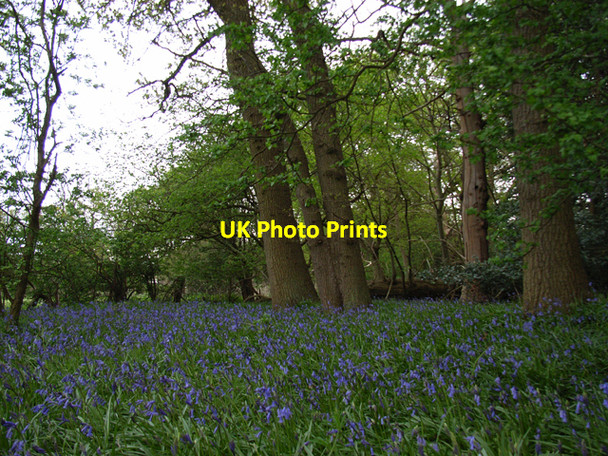 Photo 6"x4" Woodland at Stanners Hill Stanners Hill c2006