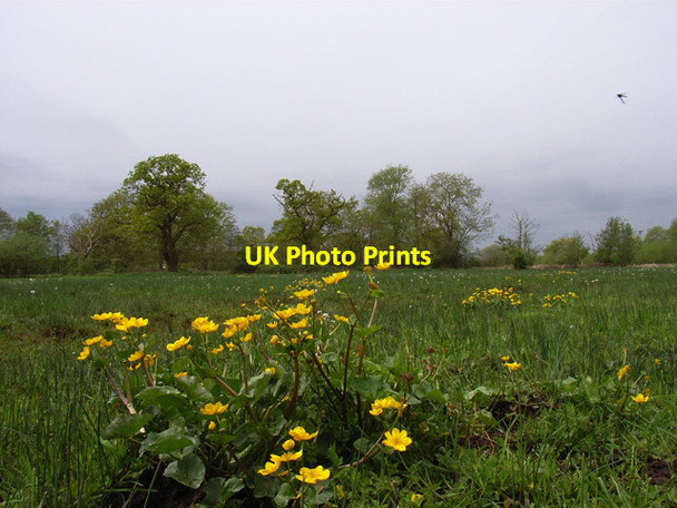 Photo 6"x4" Boggy field beside Mill Bourne Mimbridge c2006