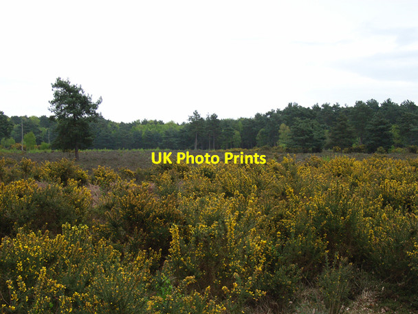 Photo 6"x4" Horsell Common Woking c2006