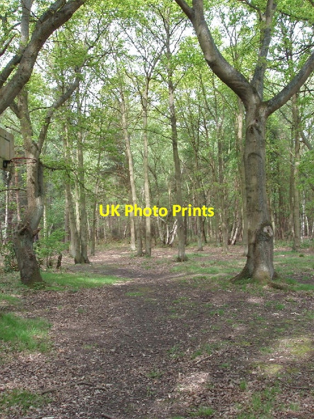 Photo 6"x4" Horsell Common woodland Sheerwater\/TQ0260 c2006