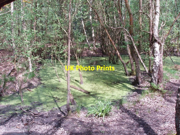 Photo 6"x4" Green algae on pond in Horsell Common Woking c2006