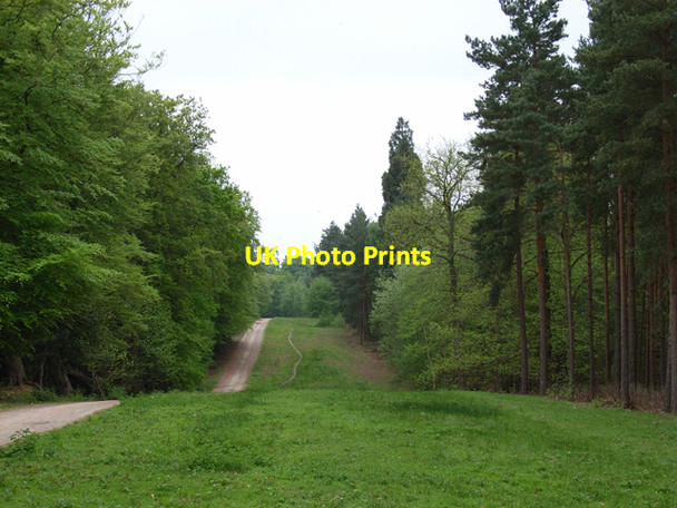 Photo 6"x4" Track in Minley Wood Yateley c2006