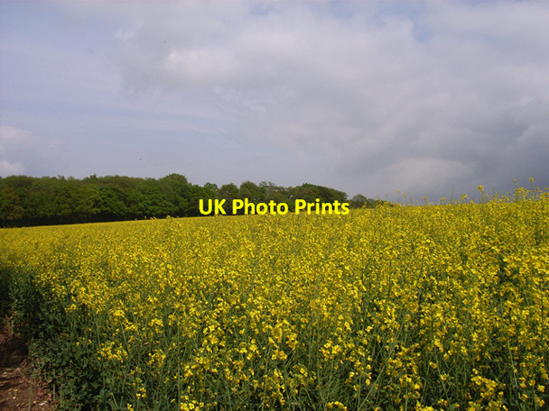Photo 6"x4" Oil-seed rape near Park Corner Rye Common c2006