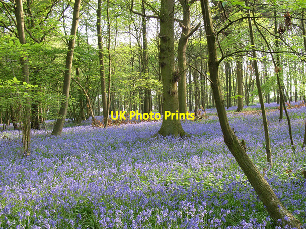 Photo 6"x4" Ash Copse Shiplake Row c2006