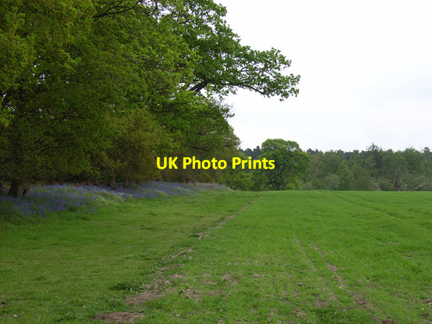 Photo 6"x4" Wood and farmland, Word Hill Fleet\/SU8054 c2006