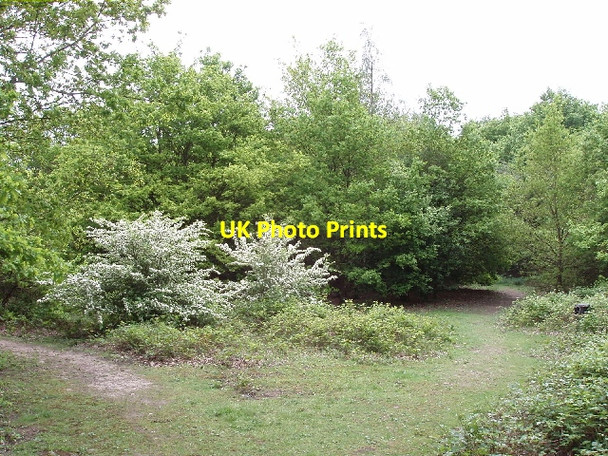 Photo 6"x4" Hare Hill Open Space, near Addlestone Addlestone c2006