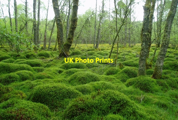 Photo 6"x4" Mossy wood Port of Menteith c2006
