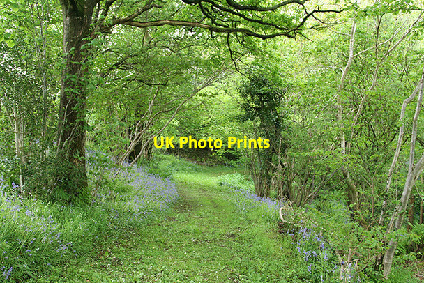 Photo 6"x4" Hemyock: bluebell walk Madford c2006