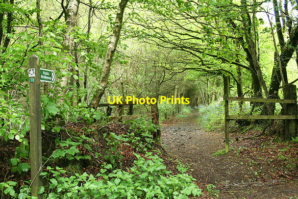Photo 6"x4" Broadhembury: Bridleway on Stafford Hill Broadhembury c2006