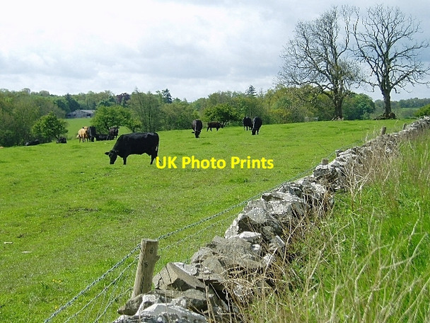 Photo 6"x4" Cattle grazing near Lilliesleaf Clarilaw\/NT5527 c2006