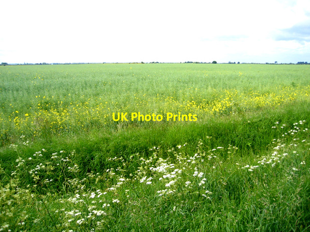 Photo 6"x4" Belsars Field, Willingham, Cambs Rampton\/TL4267 c2006