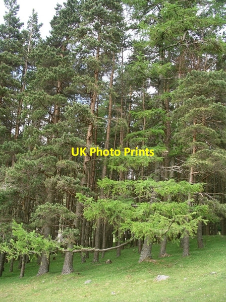 Photo 6"x4" Larch among Pines Langhaugh\/NT2031 c2006