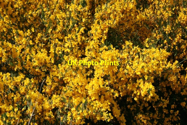 Photo 6"x4" Broom (Cytisus scoparius) Portknockie c2006