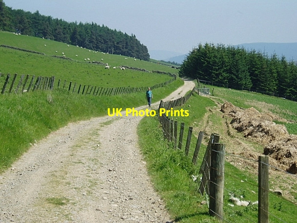 Photo 6"x4" Track to Glenshiel Banks Blairy Wood c2006