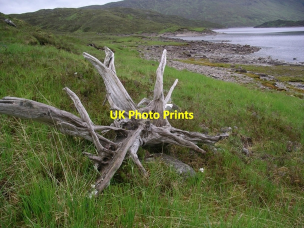 Photo 6"x4" Tree-stump, Loch Quoich. Meall a' Chait c2006
