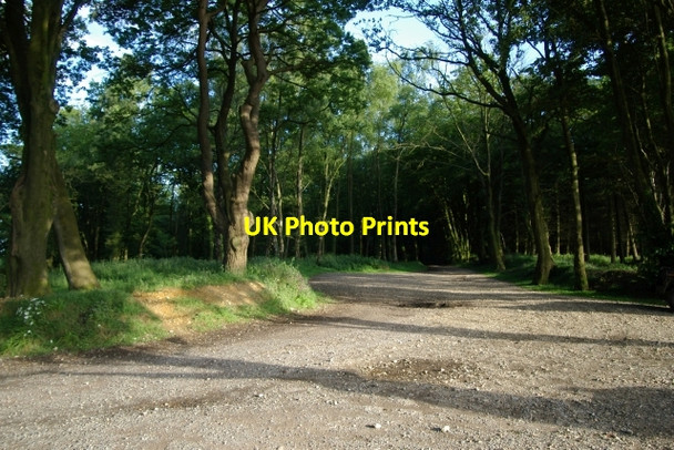 Photo 6"x4" Woodland track, East Hill Strips Coombe\/SY1091 c2006