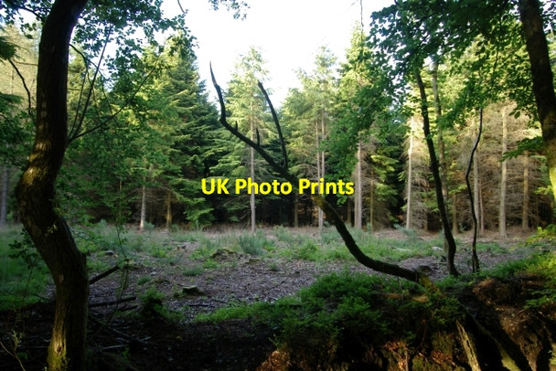 Photo 6"x4" Woodland clearing, East Hill Strips Ottery St Mary c2006