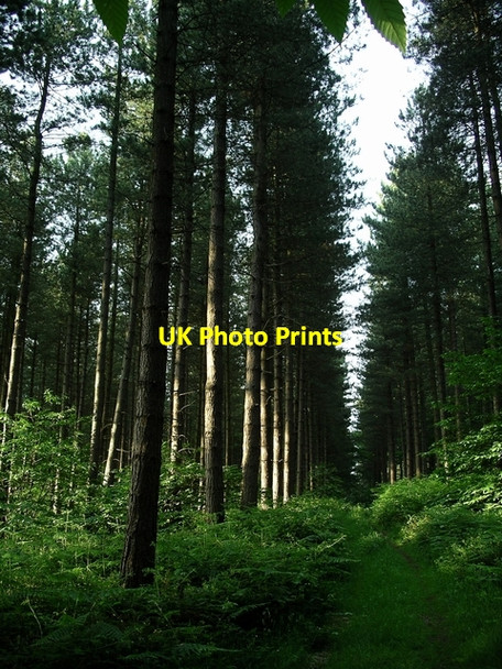 Photo 6"x4" Telegraph pole nursery Lidgett c2006