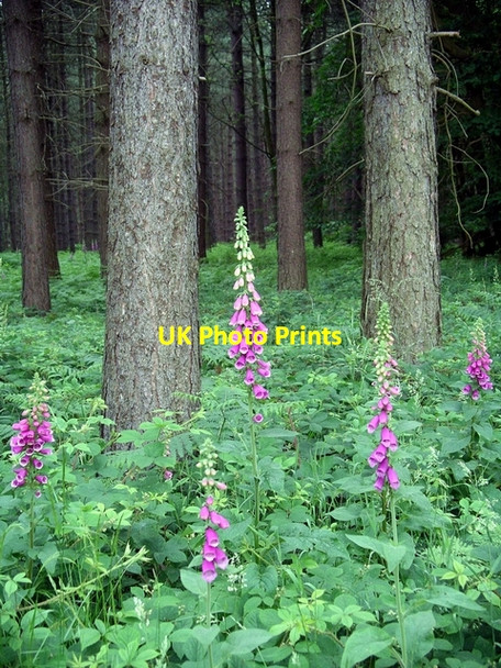 Photo 6"x4" Foxgloves & brambles, Sherwood Pines Kings Clipstone c2006