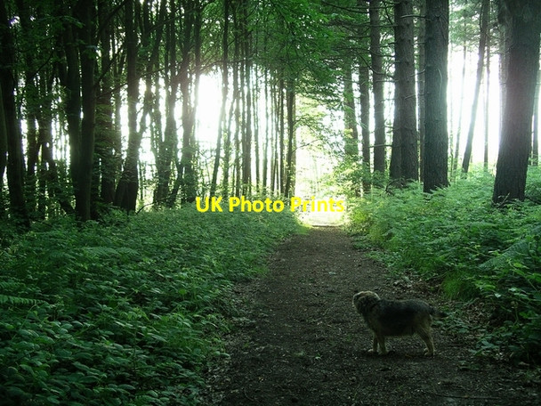 Photo 6"x4" Into the light, Sherwood Pines Kings Clipstone c2006
