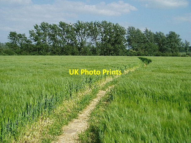 Photo 6"x4" Barley field near Dedham Dedham Heath c2006