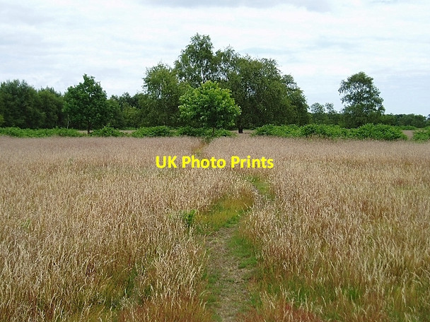 Photo 6"x4" Path through the grass Walberswick c2006
