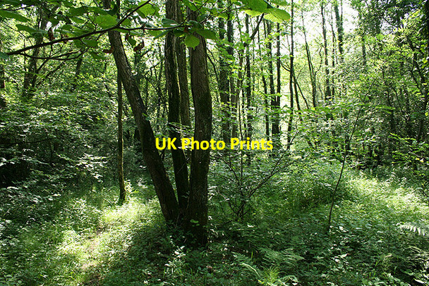 Photo 6"x4" Luppitt: near Turf House Luppitt c2006