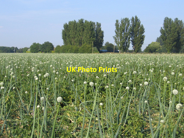 Photo 6"x4" Flowering onion crop, Kirton Skeldyke, Lincs Sandholme\/TF3337 c2006