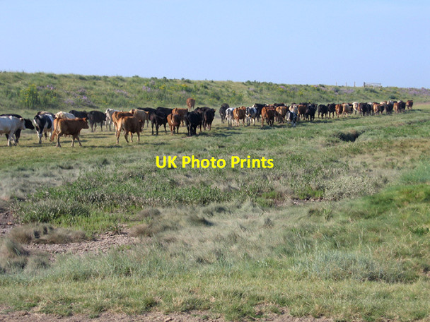 Photo 6"x4" Head 'em up, move 'em out, Kirton Marsh, Lincs Bucklegate c2006