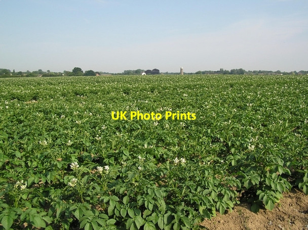Photo 6"x4" Towards Hickling Hickling Green c2006