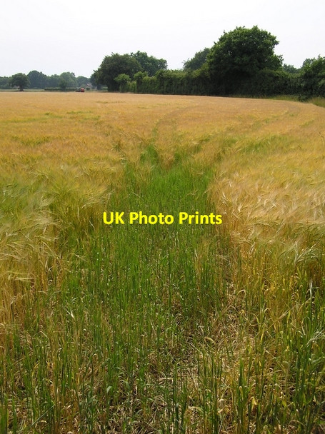 Photo 6"x4" Barley field, Sharp Street Sharp Street c2006