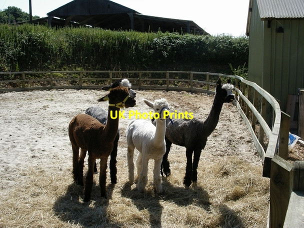 Photo 6"x4" Alpaca at Midgham Farm near Alderholt Fordingbridge c2006