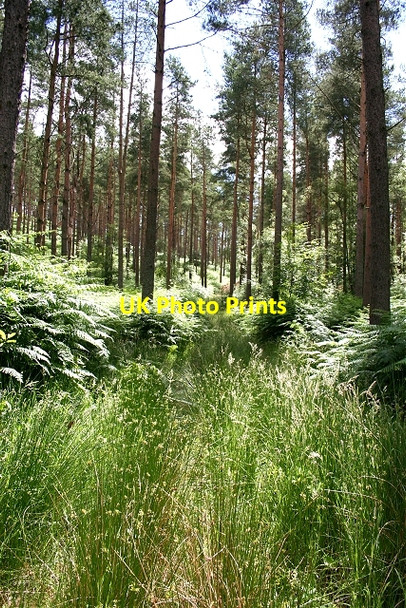 Photo 6"x4" Crooked Wood Darkland c2006